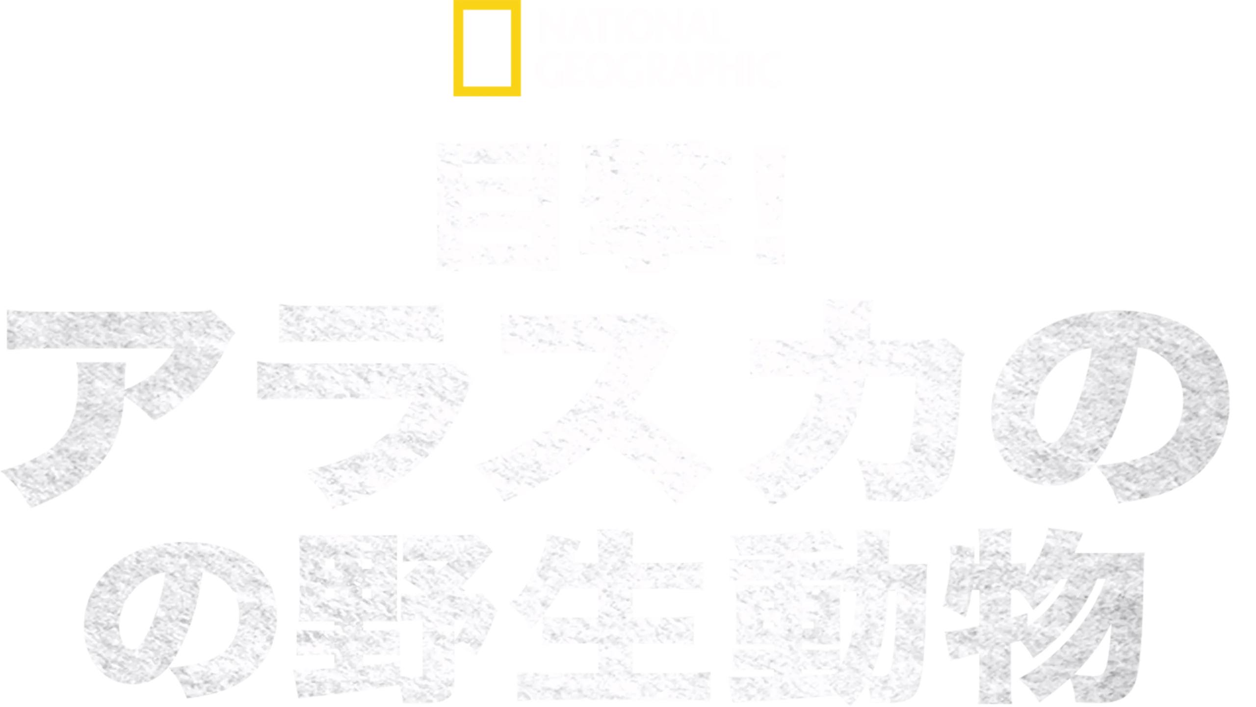 目撃！アラスカの野生動物