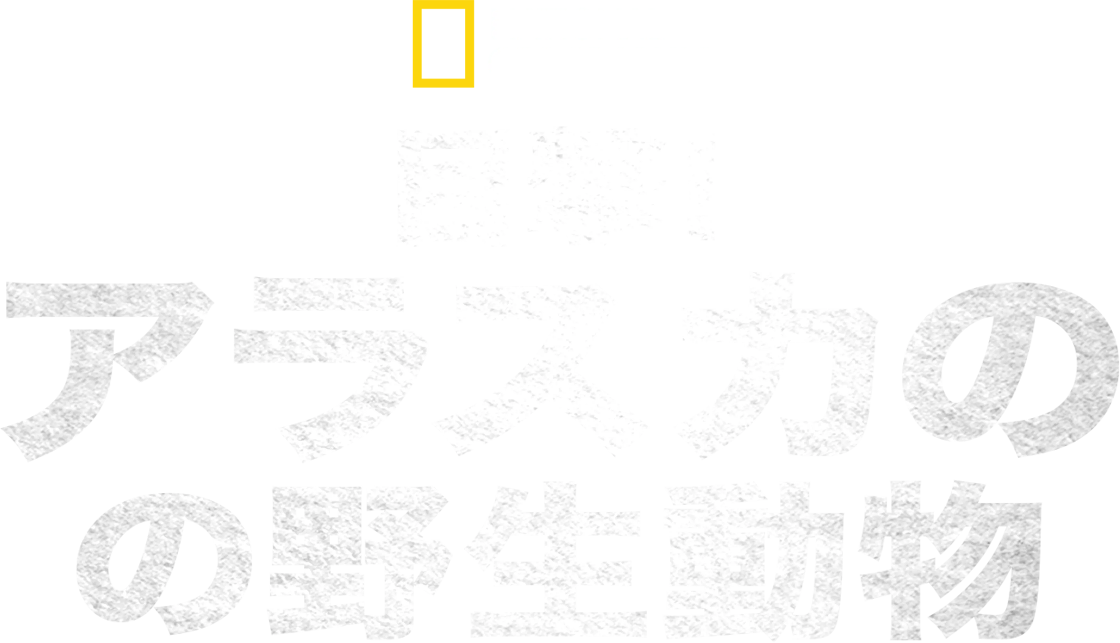 目撃！アラスカの野生動物
