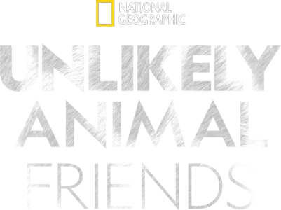 Unlikely Animal Friends