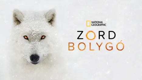 thumbnail - Zord bolygó