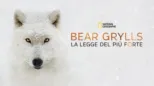 thumbnail - Bear Grylls: la legge del più forte