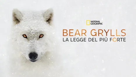 thumbnail - Bear Grylls: la legge del più forte