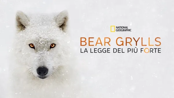thumbnail - Bear Grylls: la legge del più forte