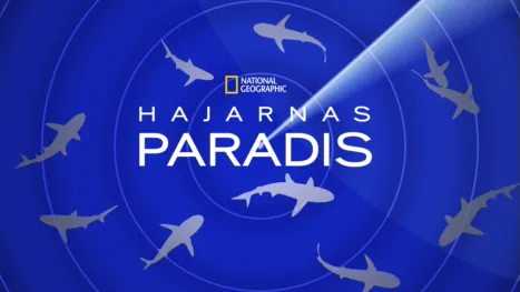 thumbnail - Hajarnas paradis