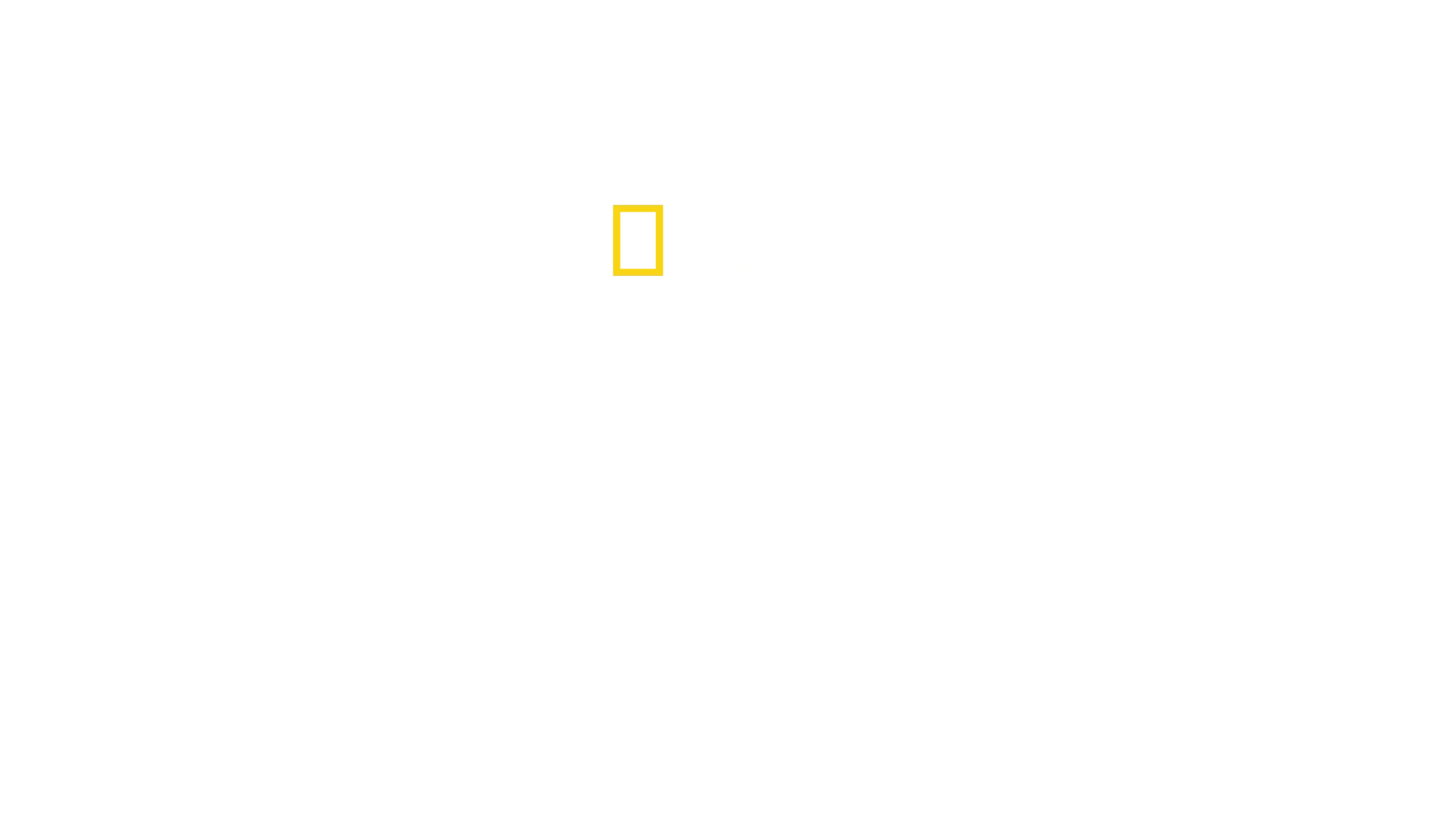 Il paradiso degli squali