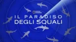 thumbnail - Il paradiso degli squali