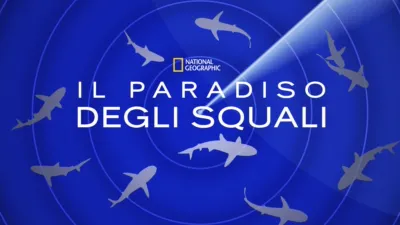 Il paradiso degli squali