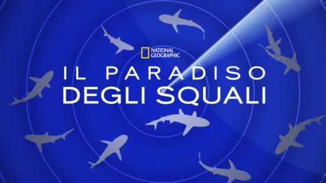 thumbnail - Il paradiso degli squali