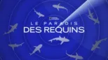 thumbnail - Le paradis des requins