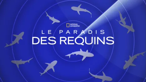thumbnail - Le paradis des requins