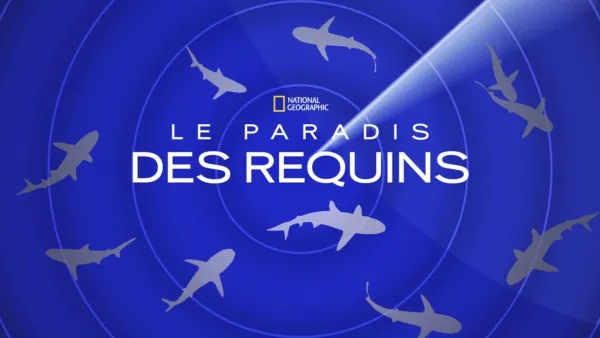 thumbnail - Le paradis des requins