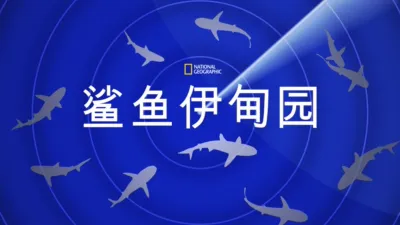 鲨鱼伊甸园