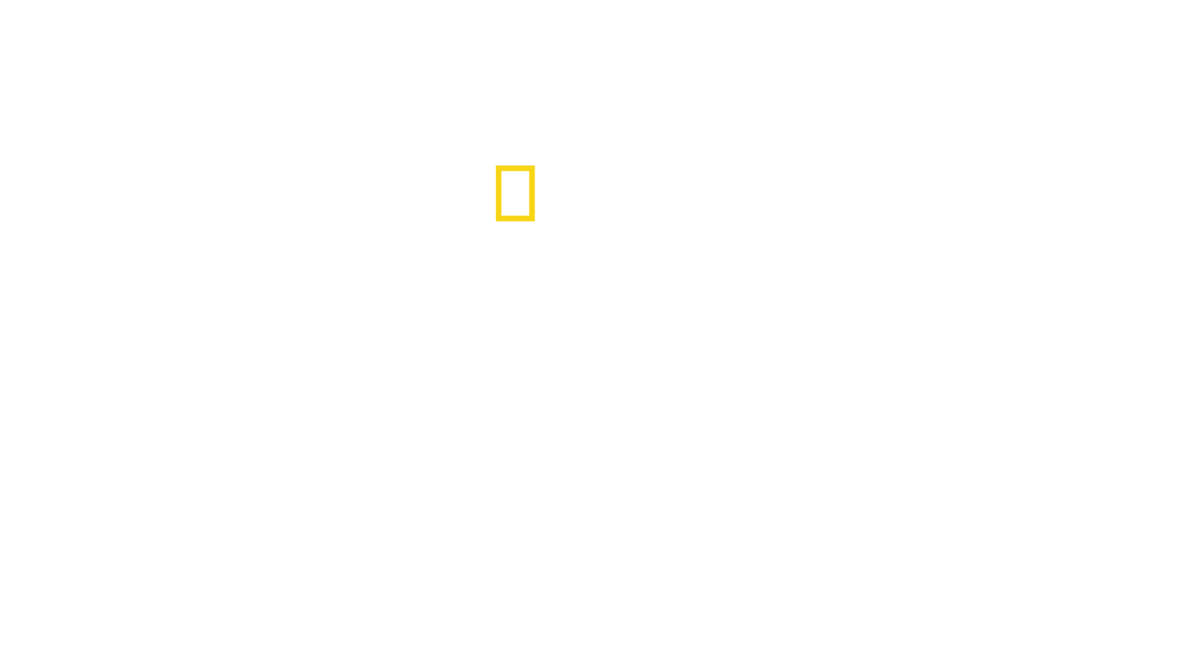 Paradisul rechinilor