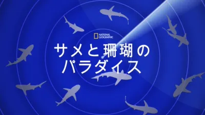 サメと珊瑚のパラダイス