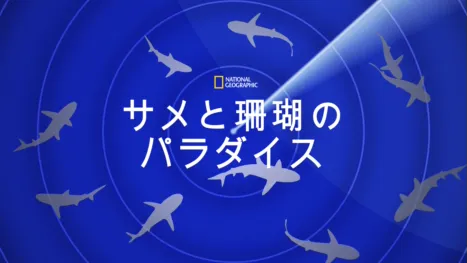 thumbnail - サメと珊瑚のパラダイス