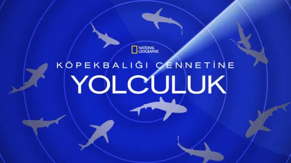 thumbnail - Köpekbalığı Cennetine Yolculuk