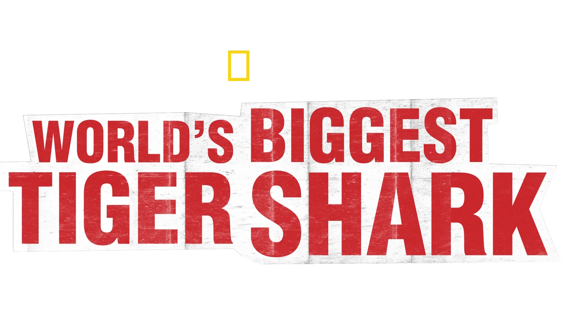 World’s Biggest Tiger Shark?