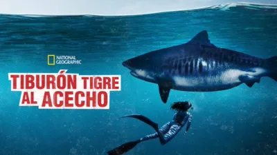 Tiburón tigre al acecho