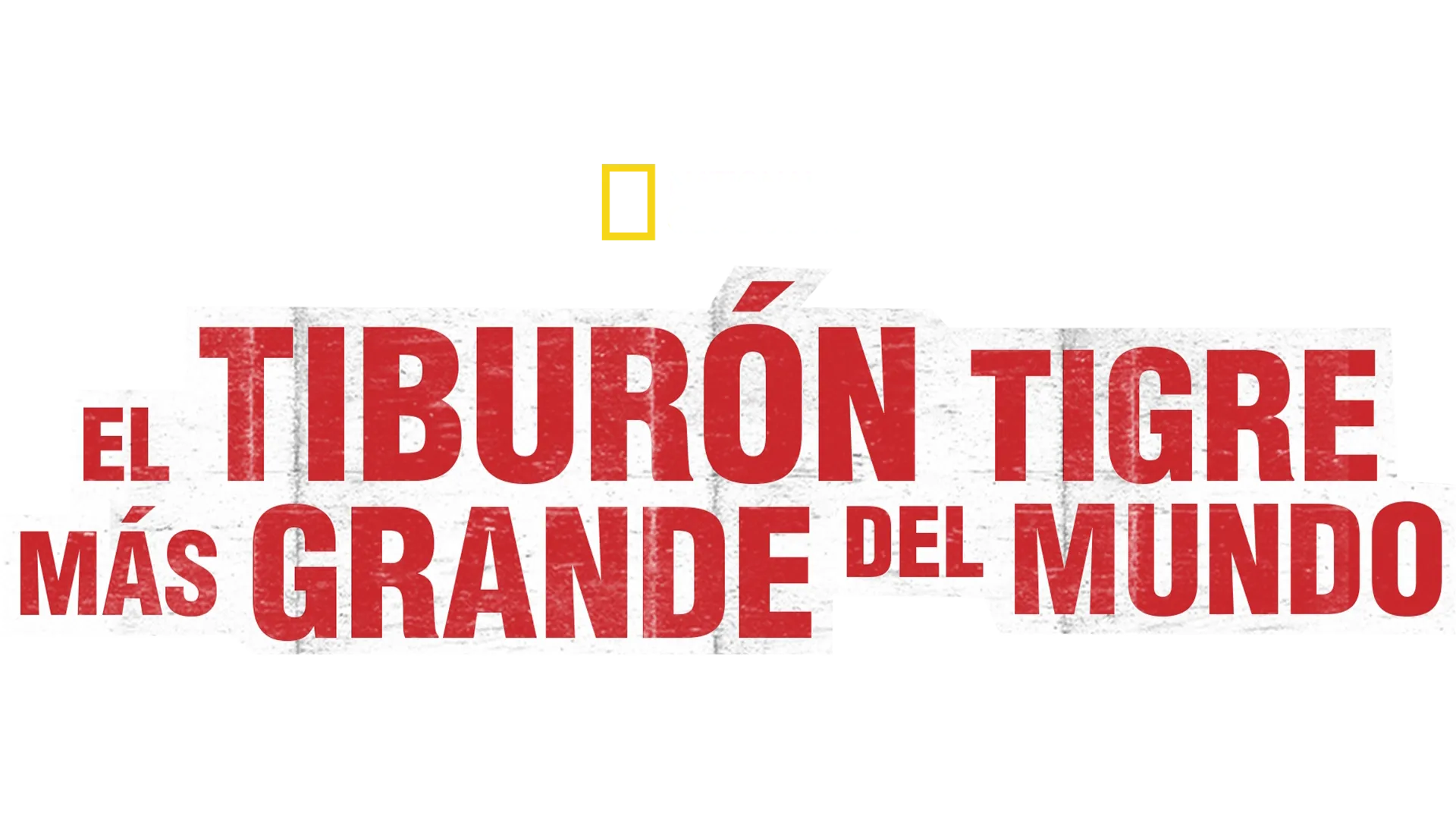 El tiburón tigre más grande del mundo