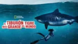 thumbnail - El tiburón tigre más grande del mundo