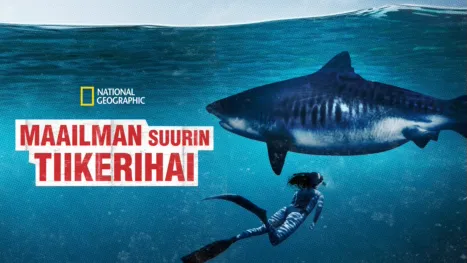 thumbnail - Maailman suurin tiikerihai