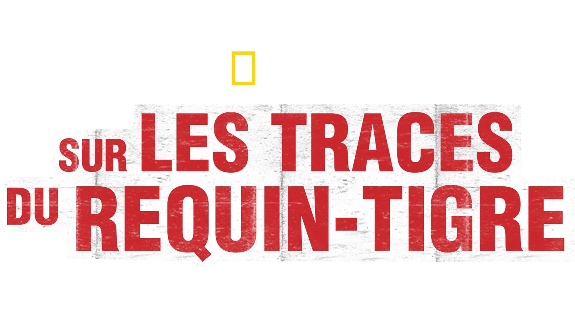 World’s Biggest Tiger Shark?