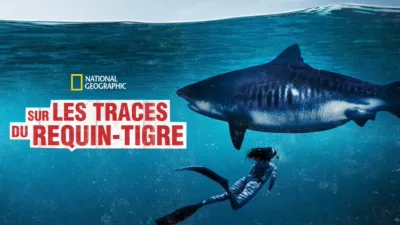 World’s Biggest Tiger Shark?