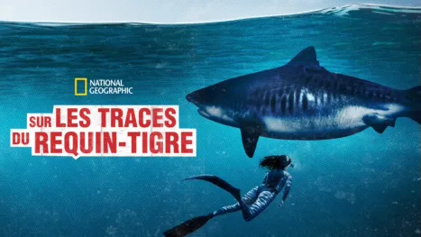 thumbnail - World’s Biggest Tiger Shark?