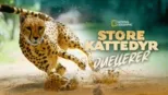 thumbnail - Store kattedyr duellerer