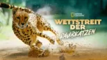 thumbnail - Wettstreit der Raubkatzen