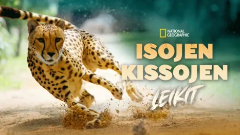 thumbnail - Isojen kissojen leikit
