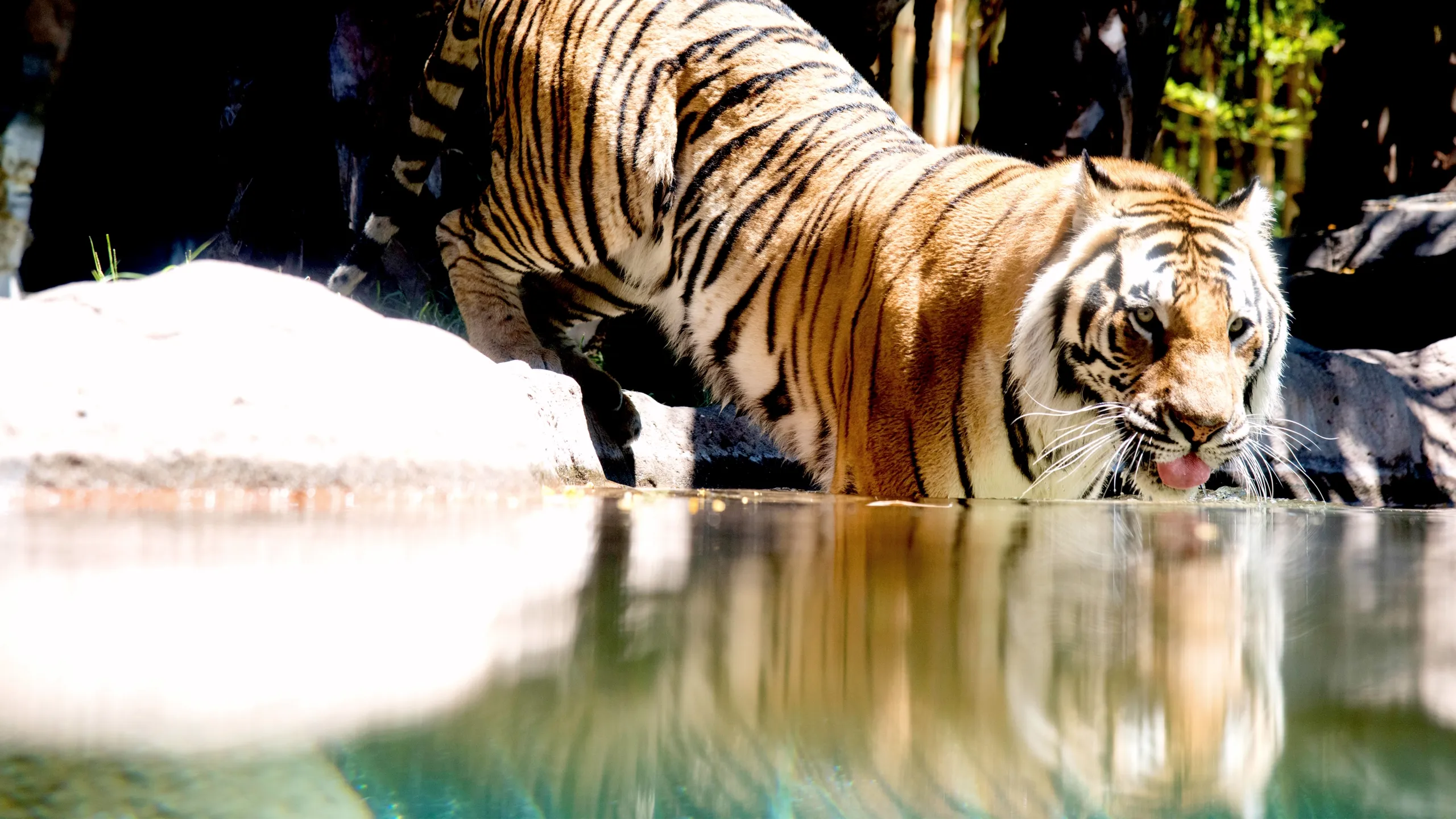 Big Cat Games