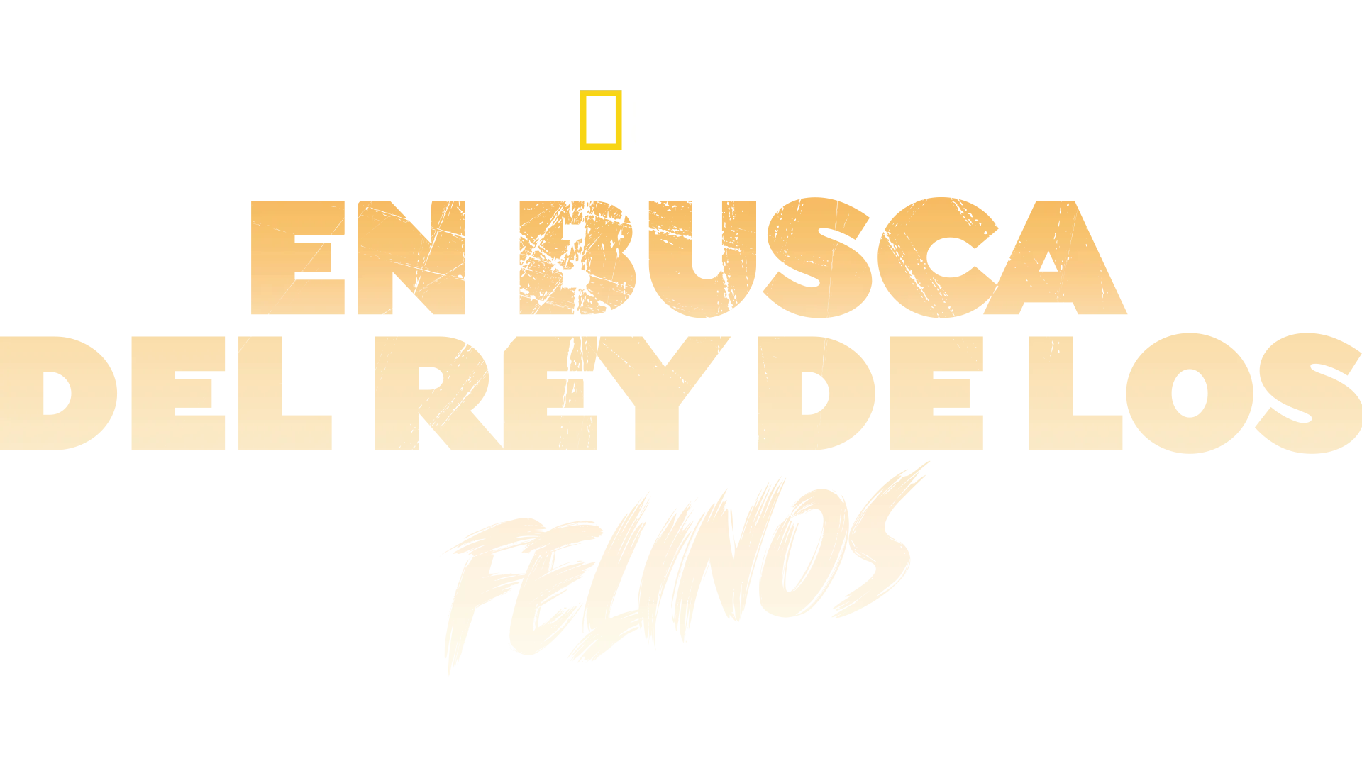 En busca del rey de los felinos