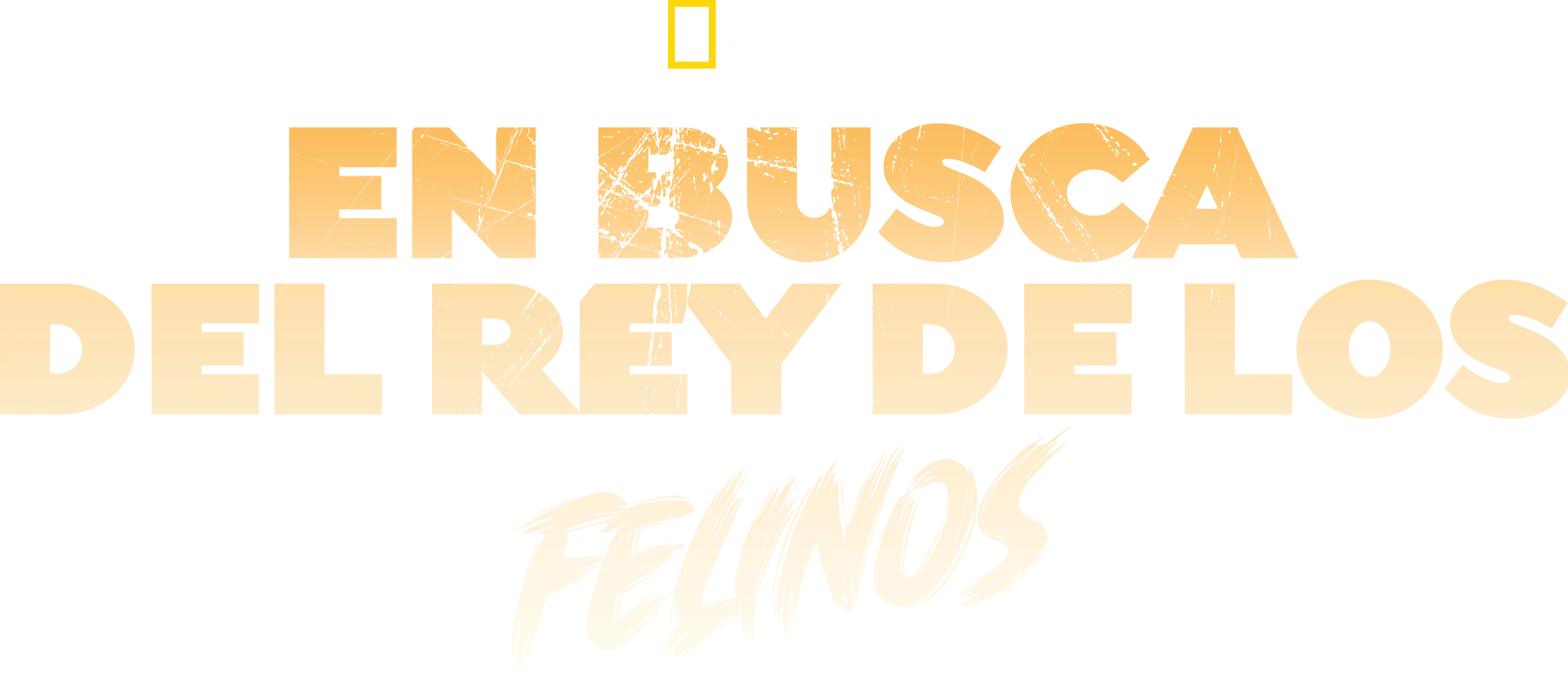 En busca del rey de los felinos