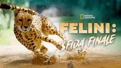 thumbnail - Felini: Sfida Finale