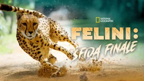 thumbnail - Felini: Sfida Finale