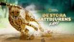 thumbnail - De stora kattdjurens kamp