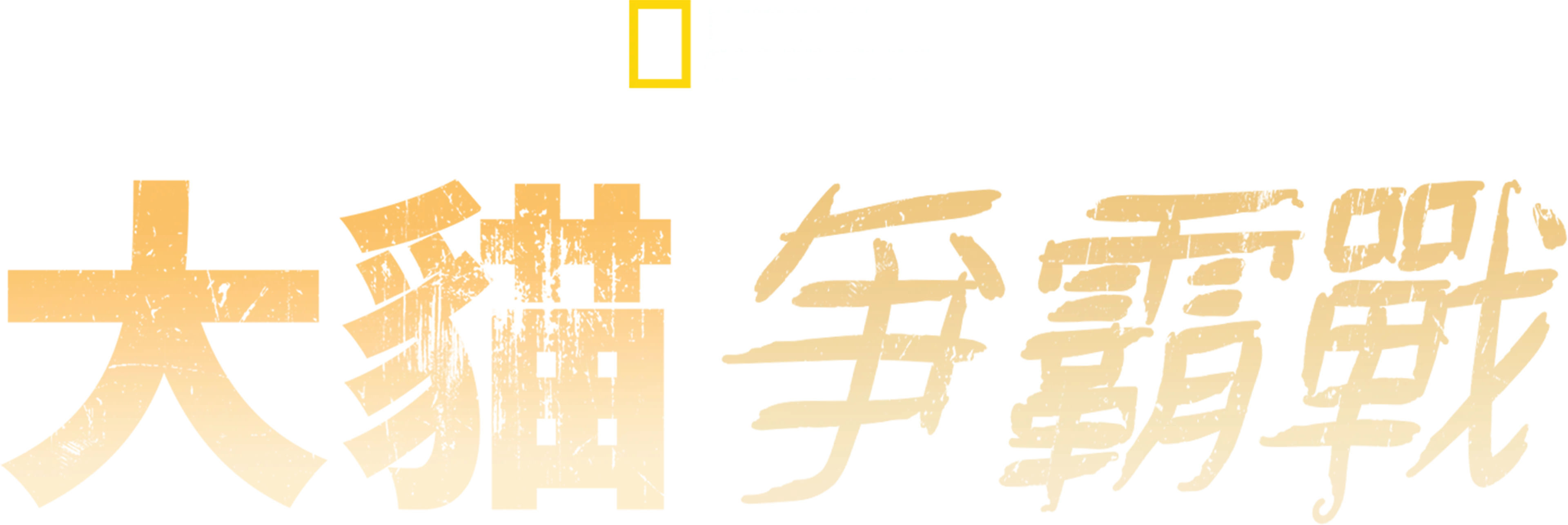大貓爭霸戰