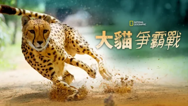 thumbnail - 大貓爭霸戰