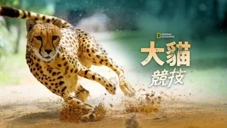 thumbnail - 大貓競技