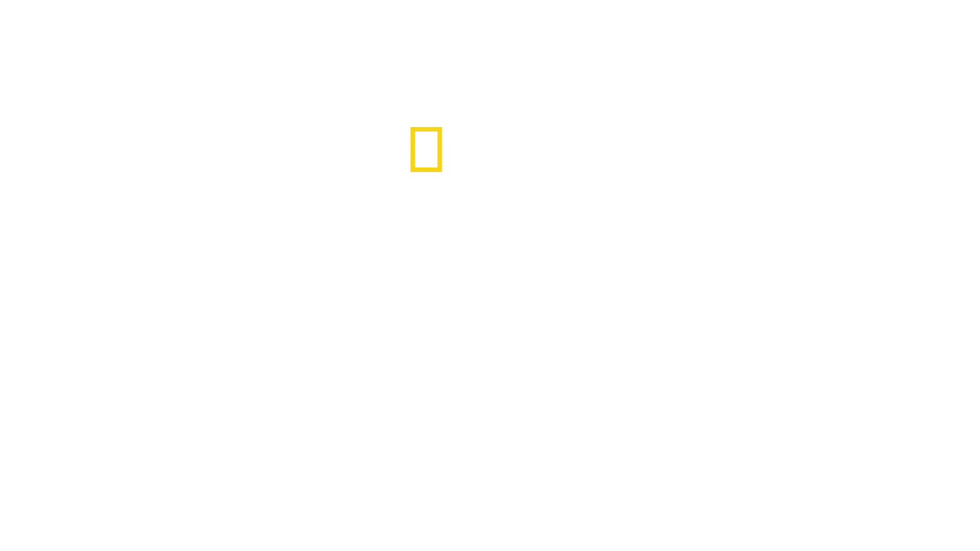 Treleopardene er tilbake