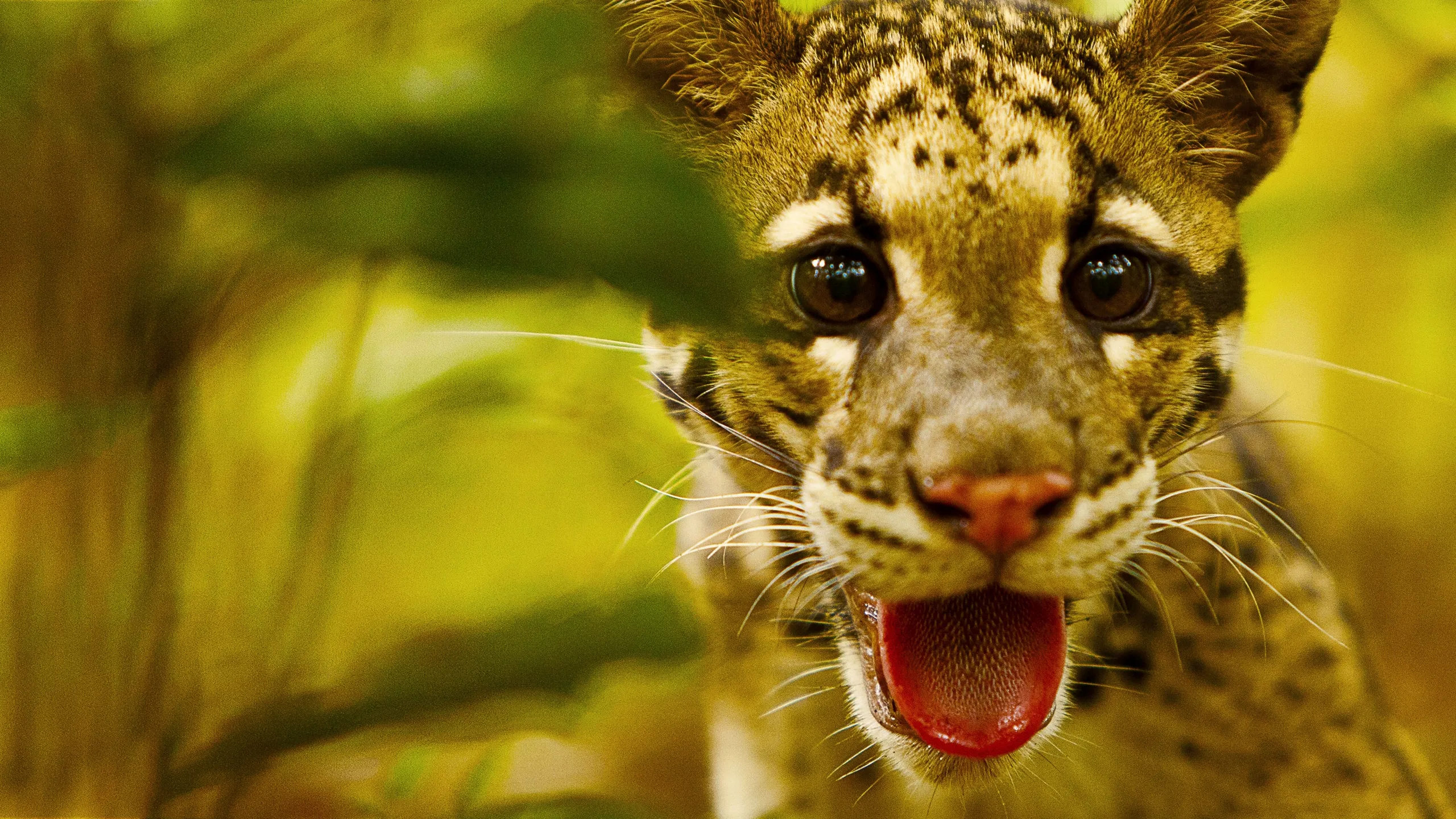 Return of the Clouded Leopards