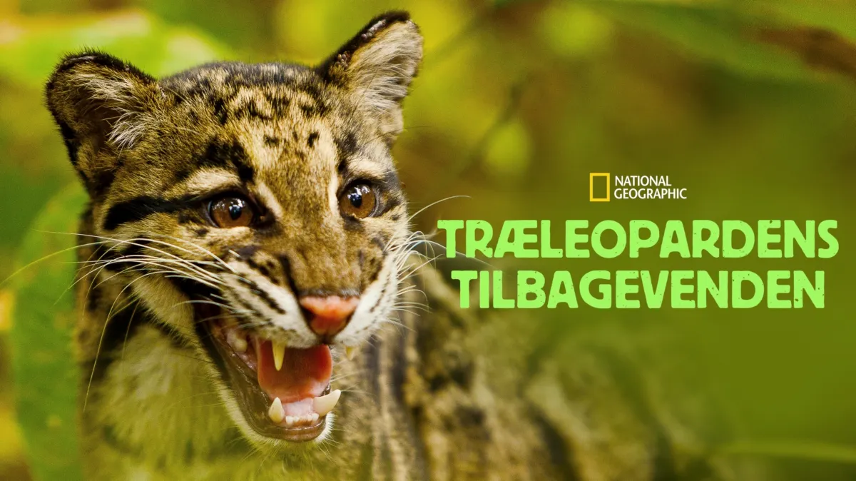 Se Træleopardens tilbagevenden | Disney+
