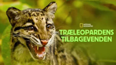 Træleopardens tilbagevenden
