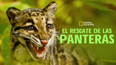 Return of the Clouded Leopards