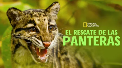 thumbnail - Return of the Clouded Leopards