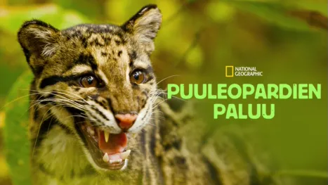 thumbnail - Puuleopardien paluu