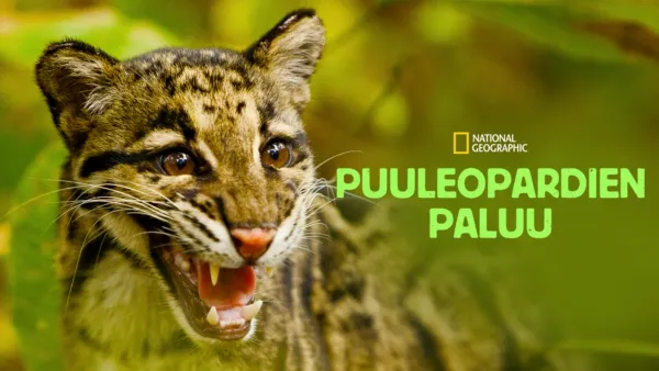 thumbnail - Puuleopardien paluu