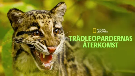 thumbnail - Trädleopardernas återkomst
