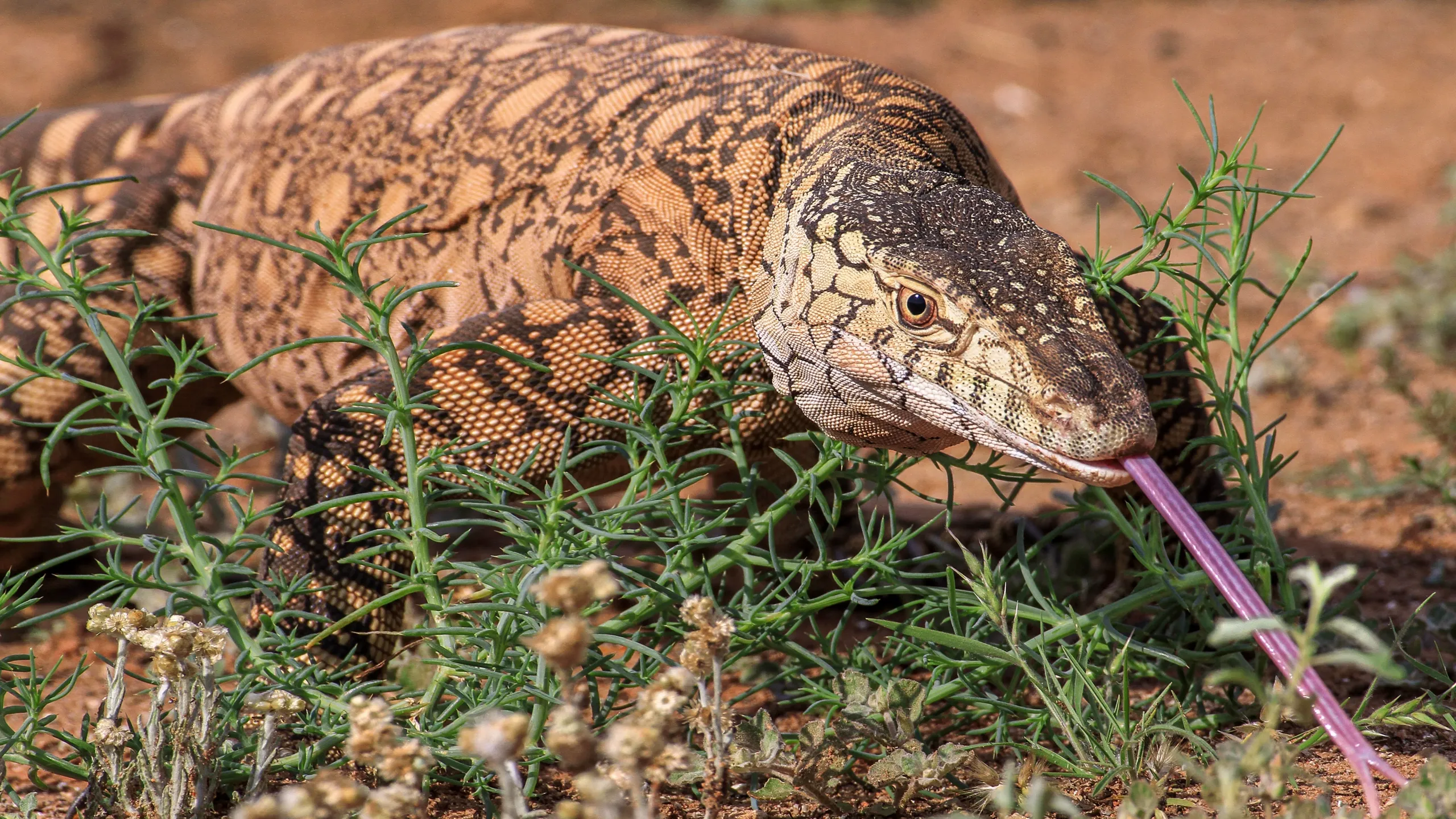 Wild Australia
